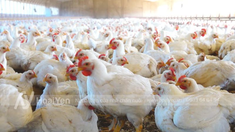 Trang Thiết Bị Cho Đá Gà: Giải Pháp Tối Ưu Cho Cuộc Thi image-1744660097942
