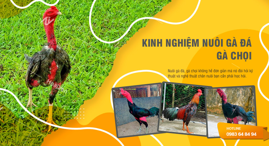 Trang Thiết Bị Cho Đá Gà: Giải Pháp Tối Ưu Cho Cuộc Thi image-1744660100074