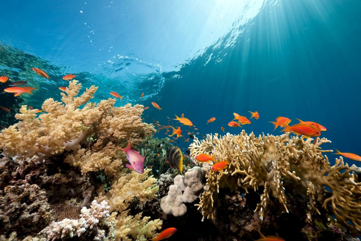 Sắc Màu Đại Dương: Hành Trình Khám Phá Vẻ Đẹp Kỳ Diệu Dưới Làn Nước Xanh image-1748535717507