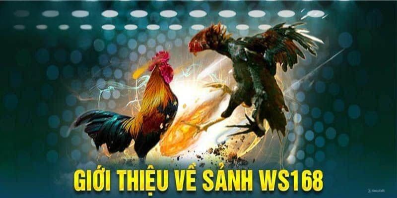 WS168 Đá Gà: Trải Nghiệm Cược Gà Đỉnh Cao Tại Sảnh Chơi Uy Tín image-1748537310669