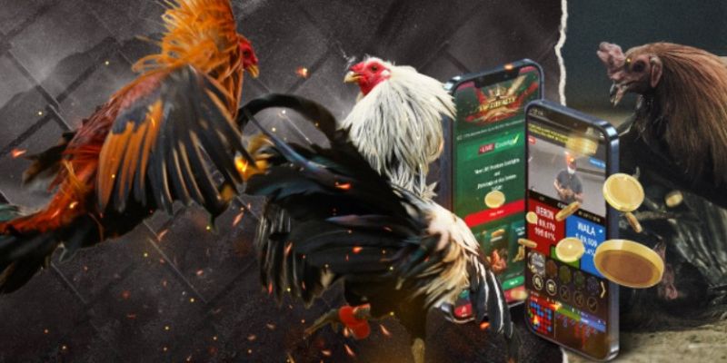 WS168 Đá Gà: Trải Nghiệm Cược Gà Đỉnh Cao Tại Sảnh Chơi Uy Tín image-1748537315651