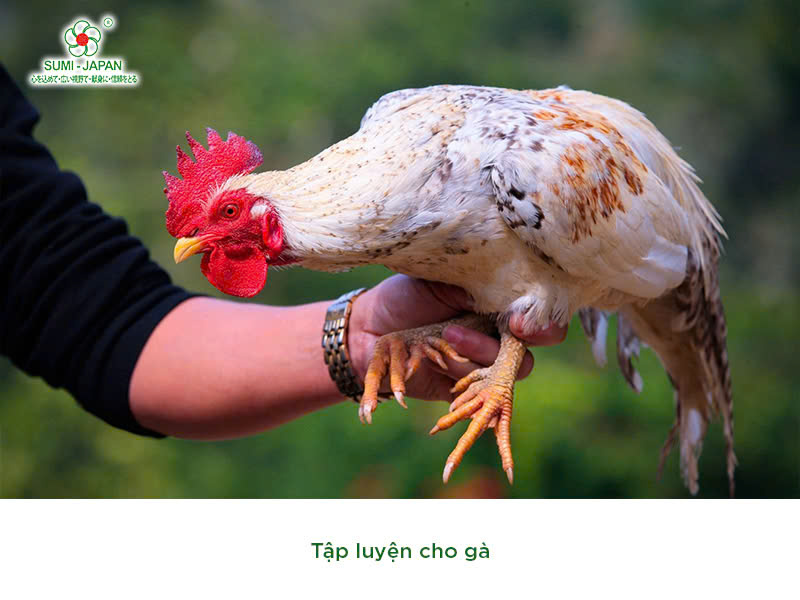 Huấn Luyện Gà Chọi: Bí Kíp Từ A Đến Z Để Gà Chiến Bách Thắng image-1749473199911