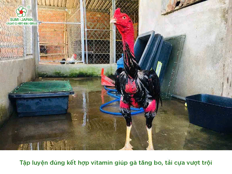 Huấn Luyện Gà Chọi: Bí Kíp Từ A Đến Z Để Gà Chiến Bách Thắng image-1749473201326