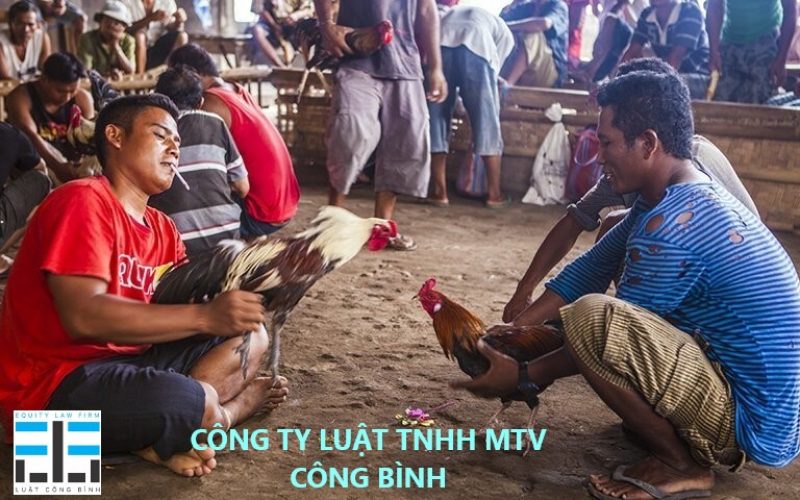 Luật Đá Gà: Những Quy Định Quan Trọng Cần Biết image-1749473063121