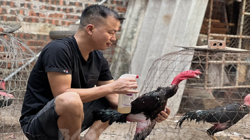 Trang Thiết Bị Cho Đá Gà: Tất Cả Những Gì Bạn Cần Biết image-1749473249771