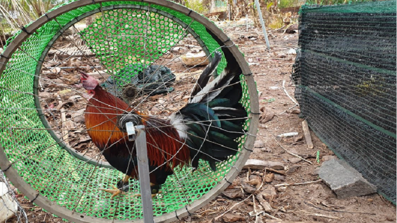 Trang Thiết Bị Cho Đá Gà: Tất Cả Những Gì Bạn Cần Biết image-1749473251346