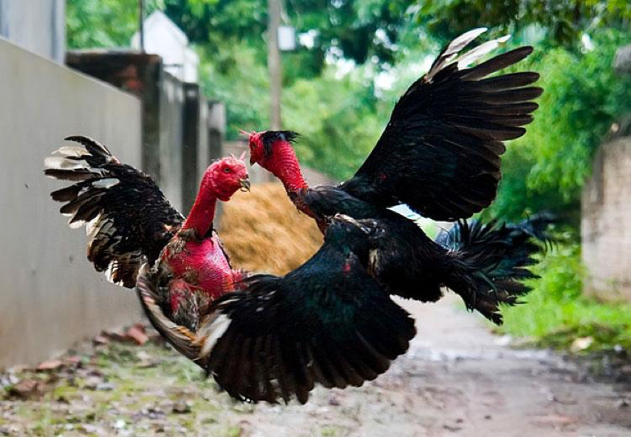 Cách Chọn Gà Chọi Hay Nhất Cho Người Mới Và Sư Kê Lâu Năm image-1753117402060
