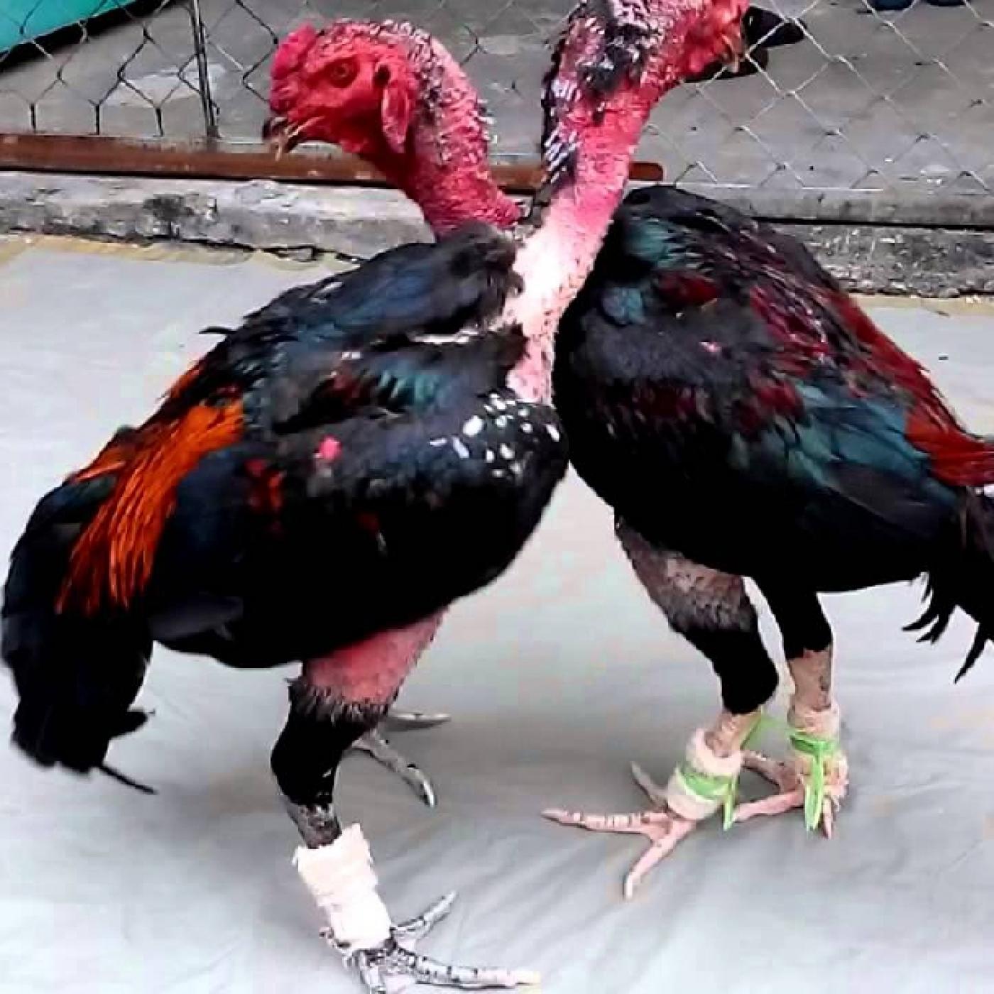 Huấn Luyện Gà Chọi: Kỹ Thuật Biến Gà Tơ Thành Chiến Kê Bất Bại image-1753117109196
