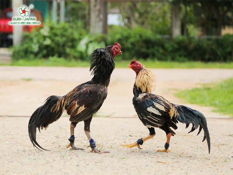 Huấn Luyện Gà Chọi: Kỹ Thuật Biến Gà Tơ Thành Chiến Kê Bất Bại image-1753117112580