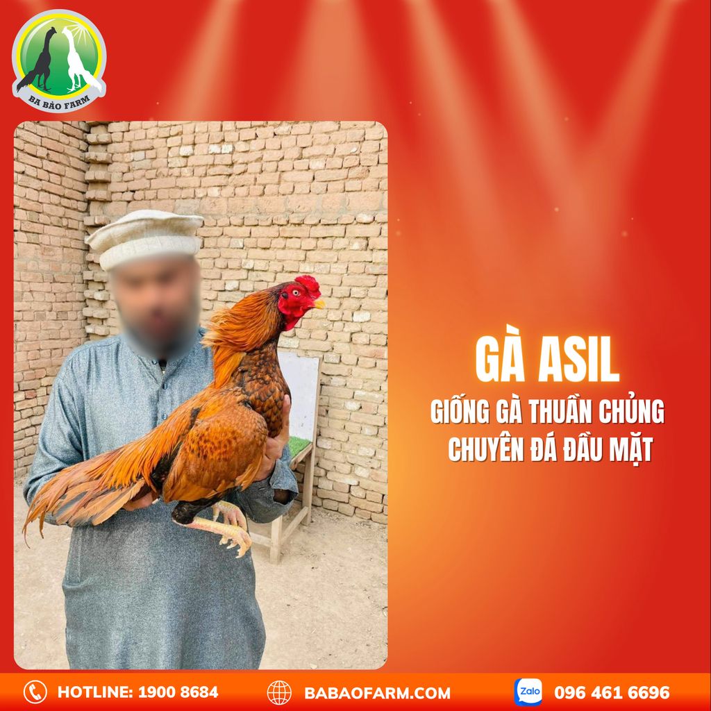 Phân Loại Gà Chọi: Những Dòng Gà Đá Nổi Bật Tại Việt Nam image-1753116756672
