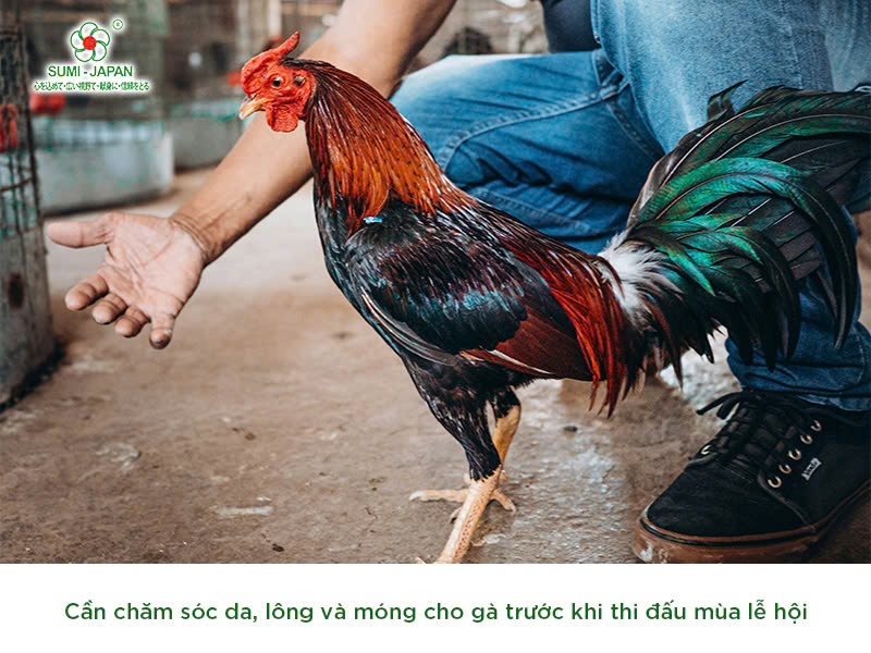 Trang Thiết Bị Cho Đá Gà: Bí Quyết Chọn Lựa Hiệu Quả Và Chăm Sóc Chiến Kê image-1753117220692